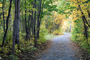 sentier d'automne haut en couleurs