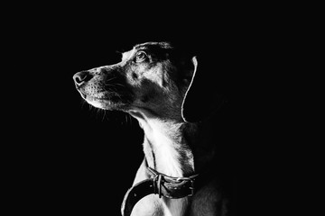 Dog lowkey