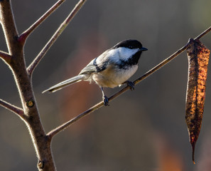 Black Cap Chickadee
