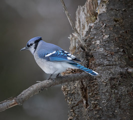 Blue Jay