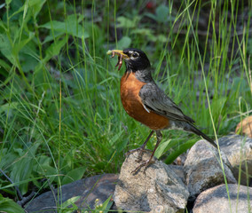 robin with dinner