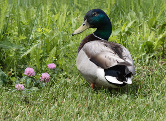 Mallard in the clover