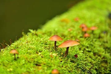 奥入瀬渓流で見つけた苔に自生するキノコ