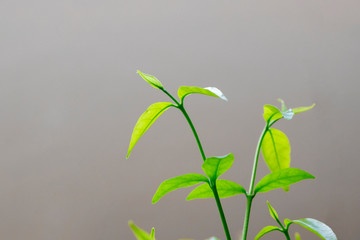 Green leaf nature on the branches and warm light on cream background. Beautiful green leaves