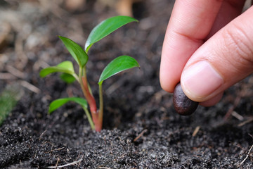Hand of man planting a seed in soil agriculture. plants growing nature and reducing global warming concept
