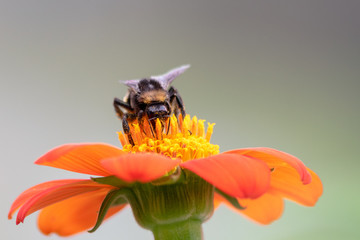 bee on a flower
