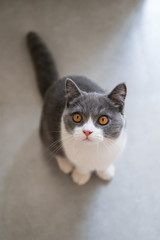 Cute British short-haired cat