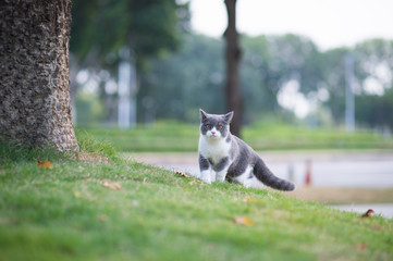 British short-haired cat playing on grass