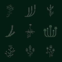 Obraz premium Medicinal herbs icons set