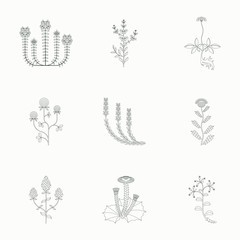 Medicinal herbs icons set