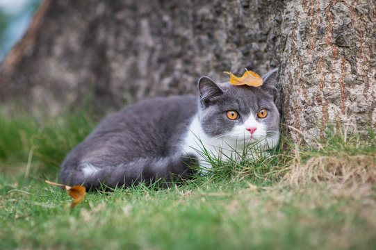 British short-haired cat playing on grass