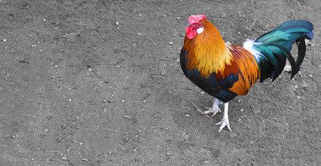 colorful rooster with beautiful feathers isolated in black and white.