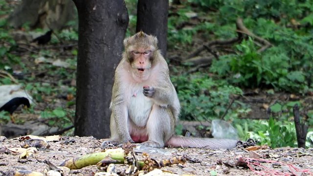 The monkey feeds on the border of the forest. Group of makak near the road in Thailand. Macaque monkeys eating food from people.