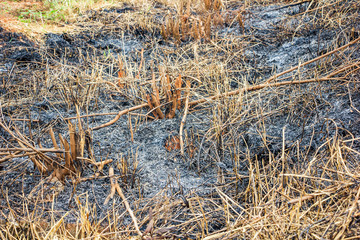Closeup burned dry grass  background , Ash grass and tree from burned