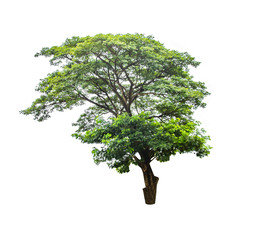 isolated deciduous tree on a white background, for use in architectural design or  work.