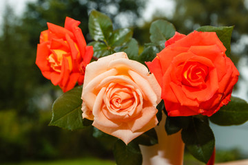 Fresh tender pink and red garden roses stand on wooden porch in glass on the background of a country house in soft-focus in the background