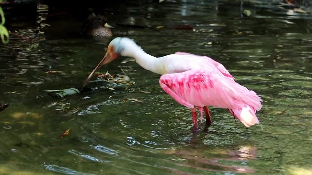 Roseate Spoonbill (Platalea Ajaja) waving his wings in water.