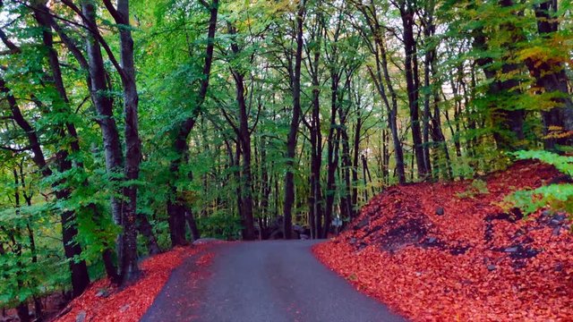 Beautiful Autumn Colours on a mountain road in the French Alps with orange leaves and sunshine through the trees.
Col de Pontis, south-east France (Hautes Alpes).