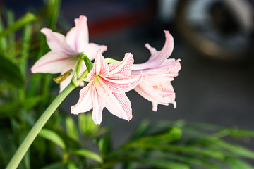 flower in the morning