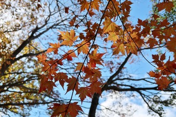 日本の山の紅葉