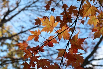 日本の山の紅葉