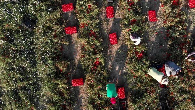 Drone flying over farm workers picking tomatoes.Rossano,Italy,19 August 2018