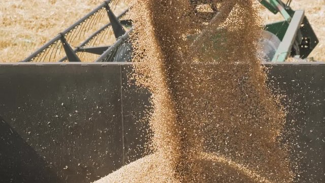 Professional modern process transport of harvest yield to warehouse. Gathering and loading fresh wheat grains to loader. Yellow dry kernels falling from combine auger into cart on the field landscape
