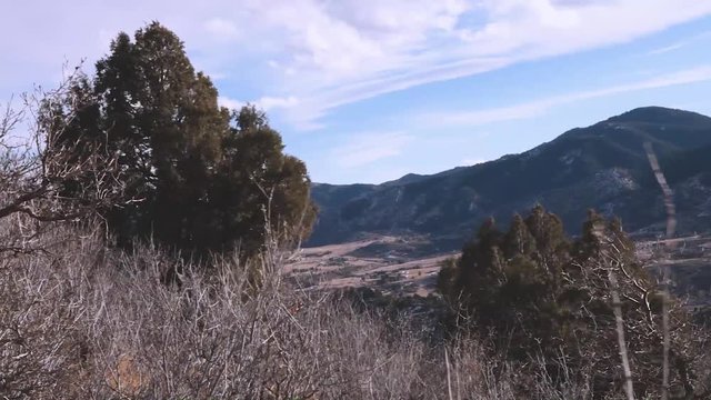 Blustery wind shaking pine trees on Dakota Hogback with Rocky Mountains in background and ;white clouds overhead