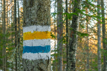 Tourist tags on trees in the highlands