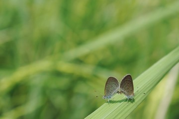  Two Lesser Grass Blue Butterfly Mating on leaves of rice.
