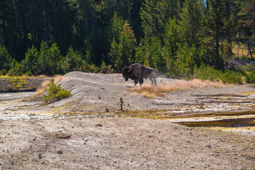 A bison walks through a geothermal area at Yellowstone National Park