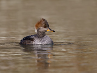 Female Hooded Merganser Swimming in Fall
