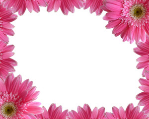frame from pink chrysanthemum