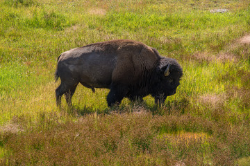 A bison walks through a meadow at Yellowstone National Park