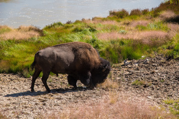 A bison walks near a geothermal area in Yellowstone National Park