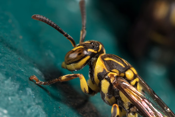 Macro Photo of Wasp on Blue Green Metal Material