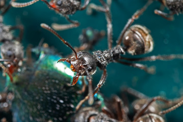 Macro Photo of Head of Aggressive Black Garden Ant Isolated on Group of Worker Ants