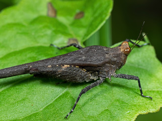 Macro Photo of Grasshopper on Green Leaf