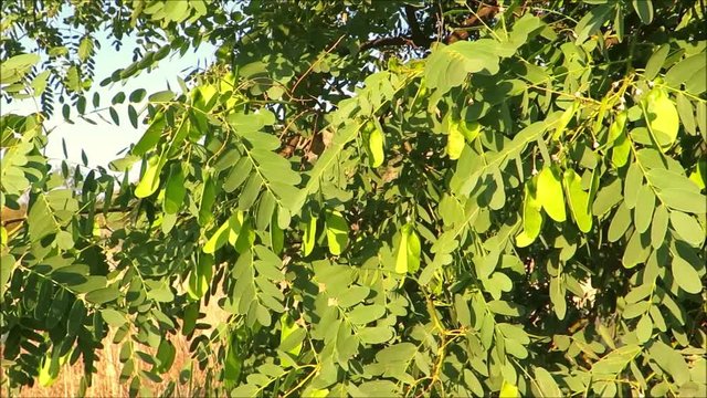 Seedpods on South American tipu tree (Tipuana tipu) in Andalusian Village