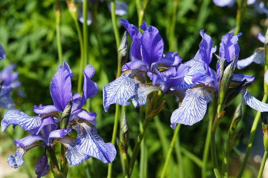  Iris sibirica blue flowers with green background