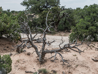 Dead tree in the desert