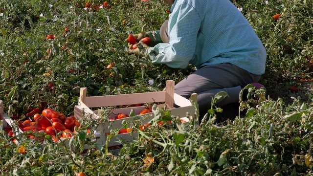 female farmer picking tomatoes- harvesting tomatoes