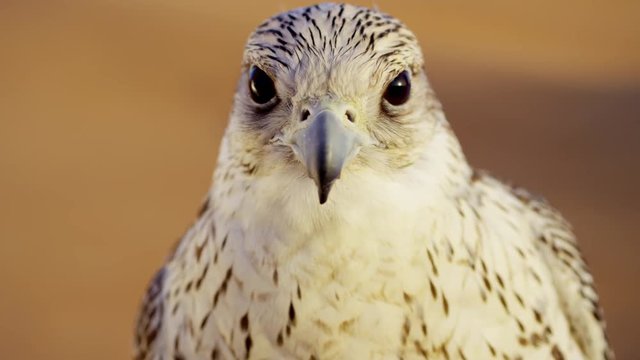 Saker falcon in close up outdoors in Arabian desert location