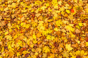 Colorful Maple Leaves Cover the Ground