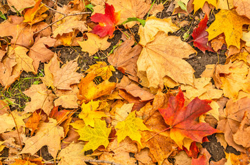 Just Off the Maple Trees