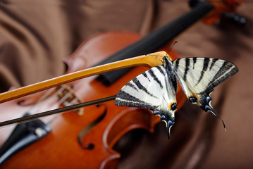 Musical concept. violin and butterfly. butterfly on the bow.