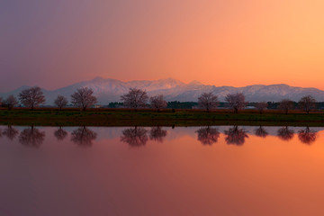 妙高連山桜並木