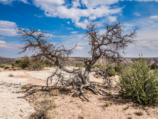 Dead tree in the desert