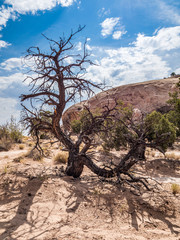 Dead tree in the desert
