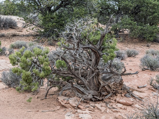 Dead tree in the desert